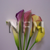 mini calla lilies wholesale flowers